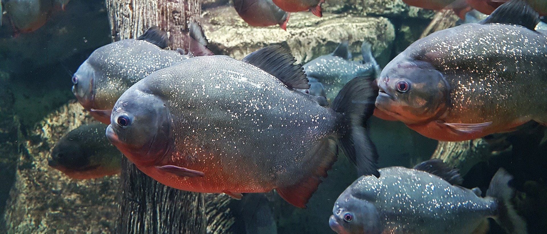 Introducing Piranha: An Open Source Tool to Automatically Delete Stale Code