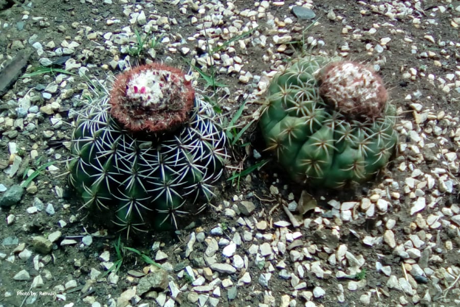 Cacti en el Jardín Botánico de Cali