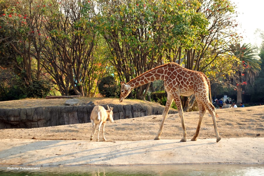 Zoológico de Chapultepec