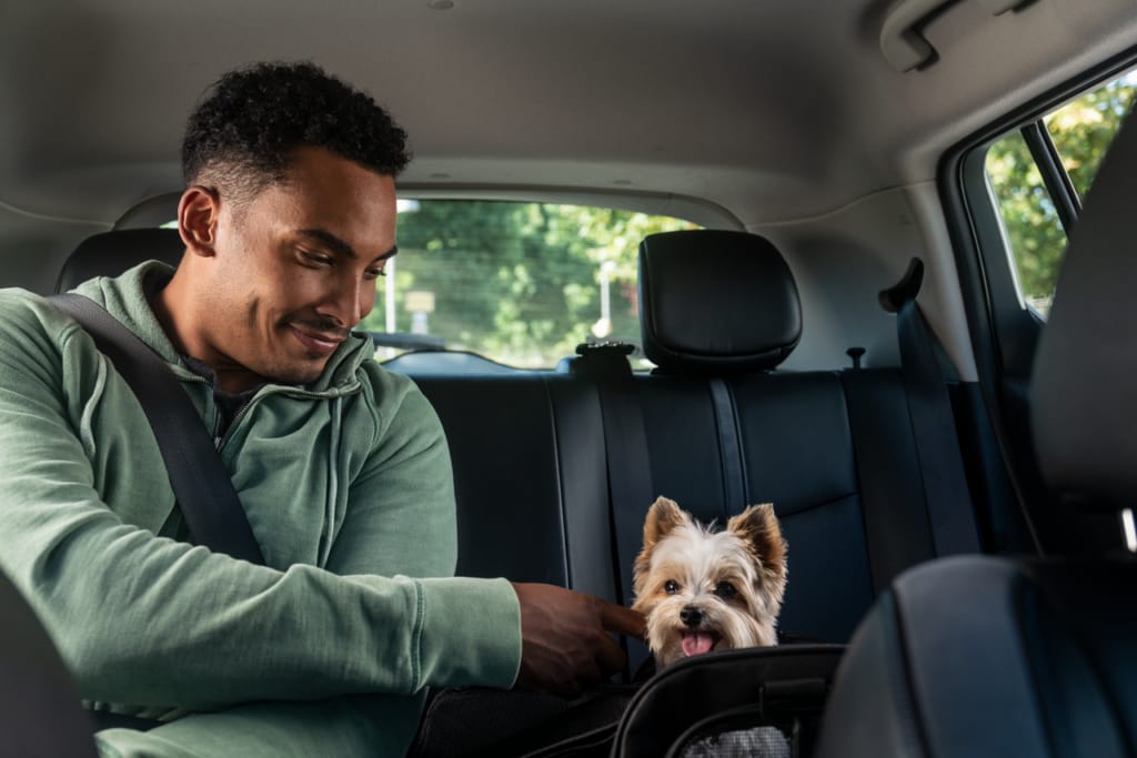 Featured image for Introducing rides for you and your pets 🐾
